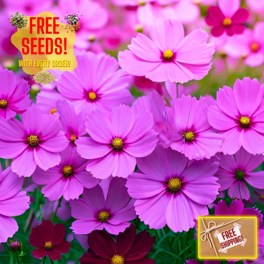 Fresh Beautiful Cosmos Seeds | Gloria | Heirloom Non-GMO | Flower Seeds