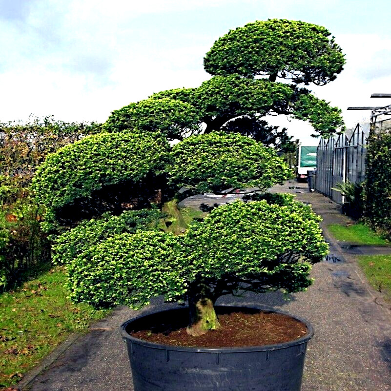 20 Japanese “Spreading” Yew (Taxus cuspidata) Tree Seeds, Bonsai or Landscaping