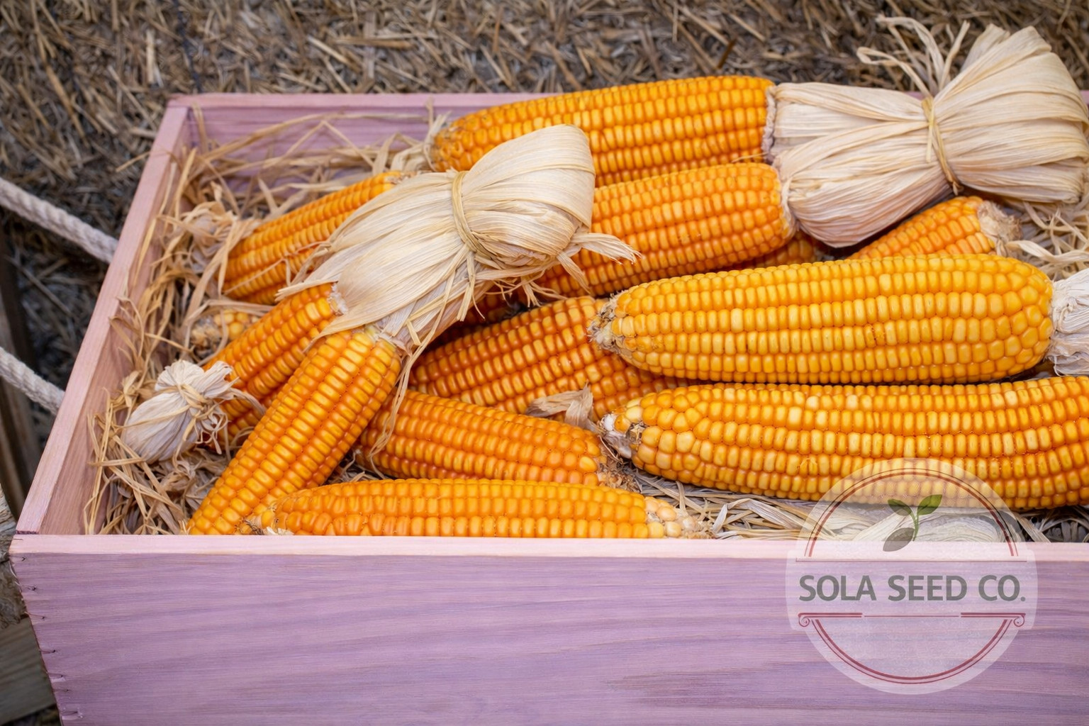 25 Rare Yellow Tuxpeño Mexican Corn Seeds Heirloom Maize Traditional Masa Elote