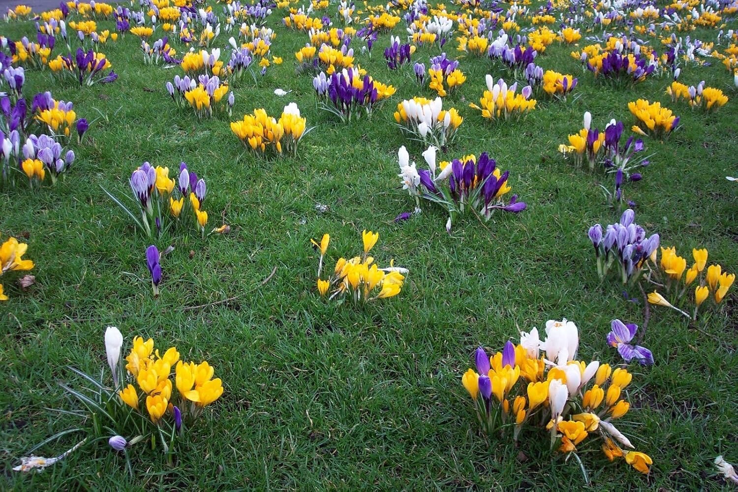 Mixed Crocus Bulbs Large Flowering Mix of Whites Purples Blues and Yellows 50