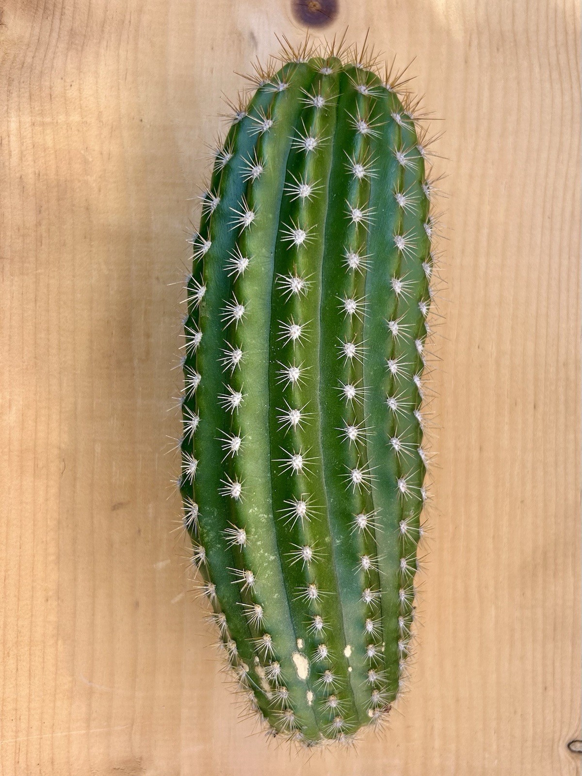 Echinopsis Hybrid ‘Flying Saucer’ Cactus Cutting 9” Fully Cured, Plant #1