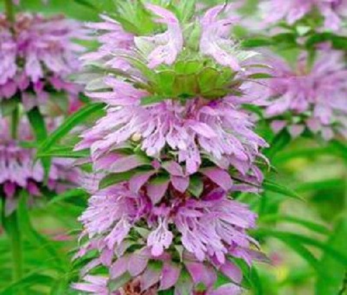 50+ Lemon Mint Bee Balm / Monarda Flower Seeds / Perennial / Deer Resistant