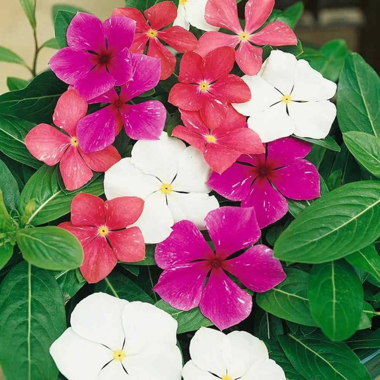 1100+ Perennial Vinca Periwinkle Flower Seed for Planting Outdoor-Non-GMO Hei