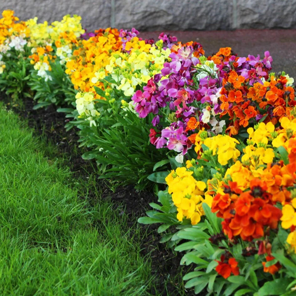 55 SEEDS – ENGLISH WALLFLOWER – Perennial mix – GroCo – BUY ANY 15=FREE SHIPPING