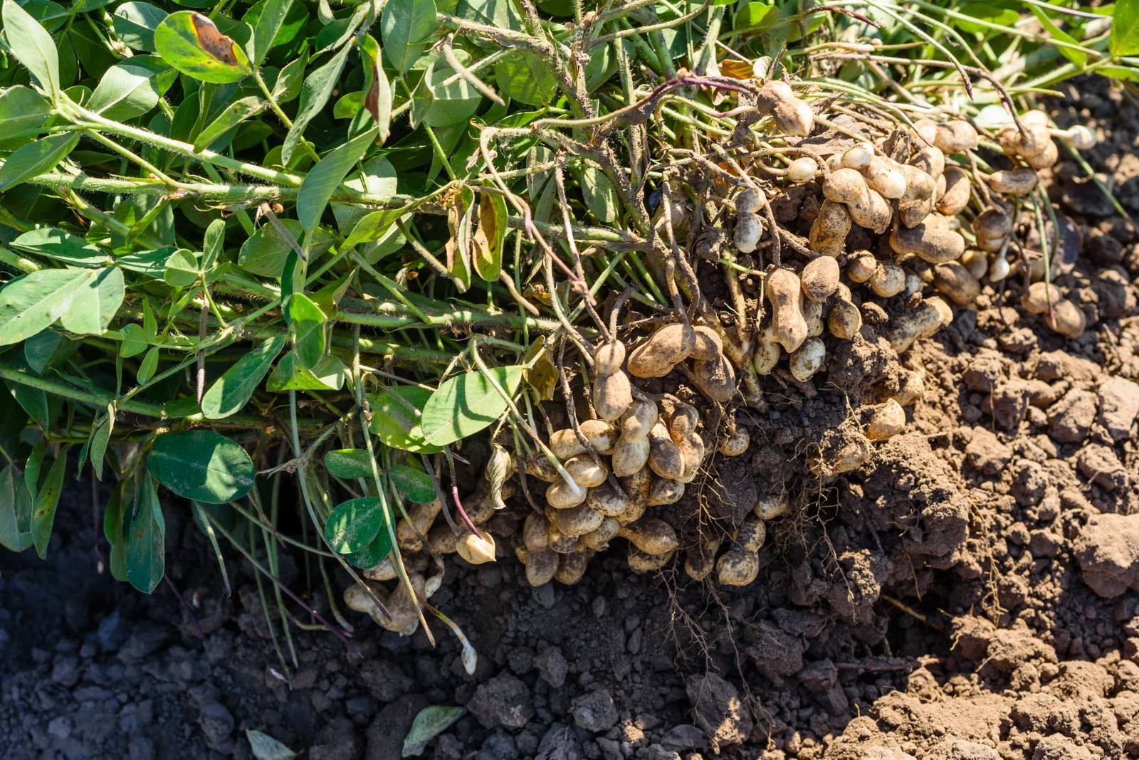 Jumbo Bailey Virginia Peanut Seeds | For Planting Top Producer Pea Nut Seed 2024