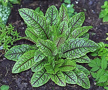 Rumex sanguineus ssp Sanguineus 500 seeds