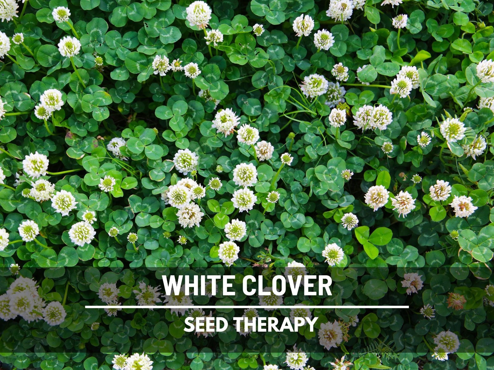 White Clover (Irish Clover) Seeds – Perennial Lawn Alternative, Pollinator