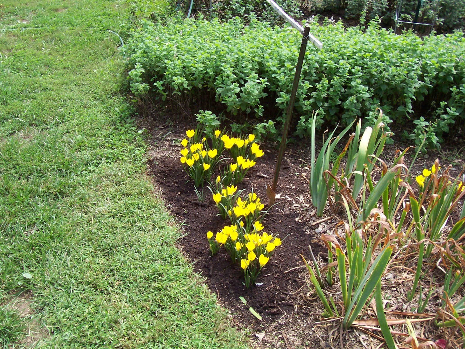 10 LARGE Fall Blooming Crocus Bulbs Autumn Daffodil Sternbergia Lutea Live Plant