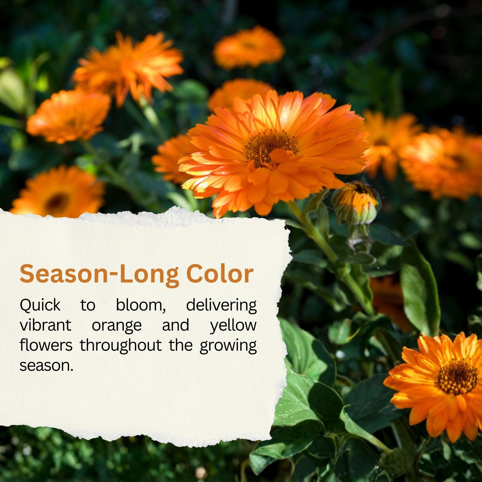 SunHaven Seeds Calendula Pacific Beauty Mix – 3,000+ Orange and Yellow