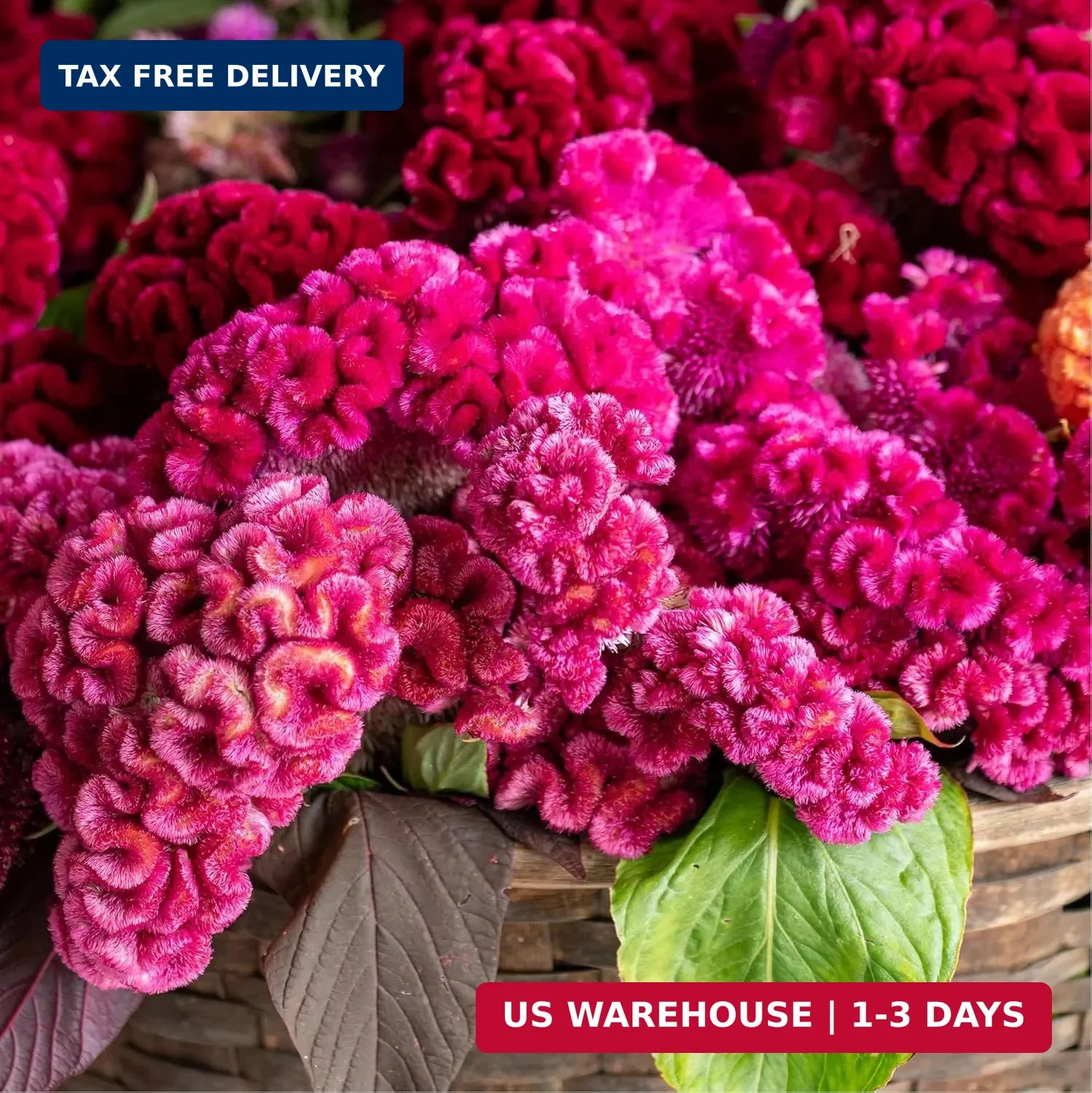 Mixed Cockscomb Seeds (Celosia Cristata) – 300 Pcs Annual, Heat & Drought Tolera