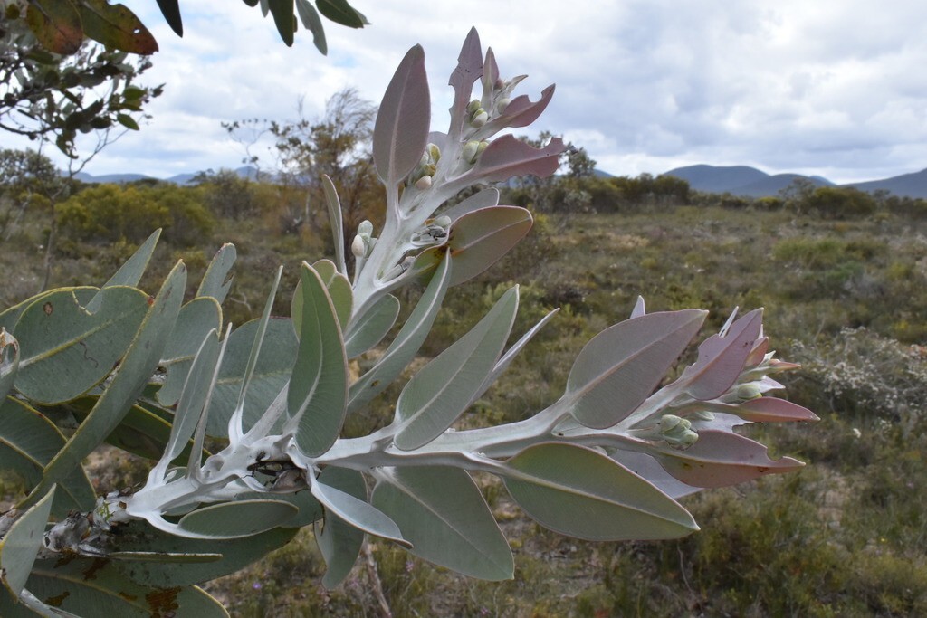 Eucalyptus pleurocarpa (tetragona) Seeds – ‘Tallerack’ – Silver Leaf