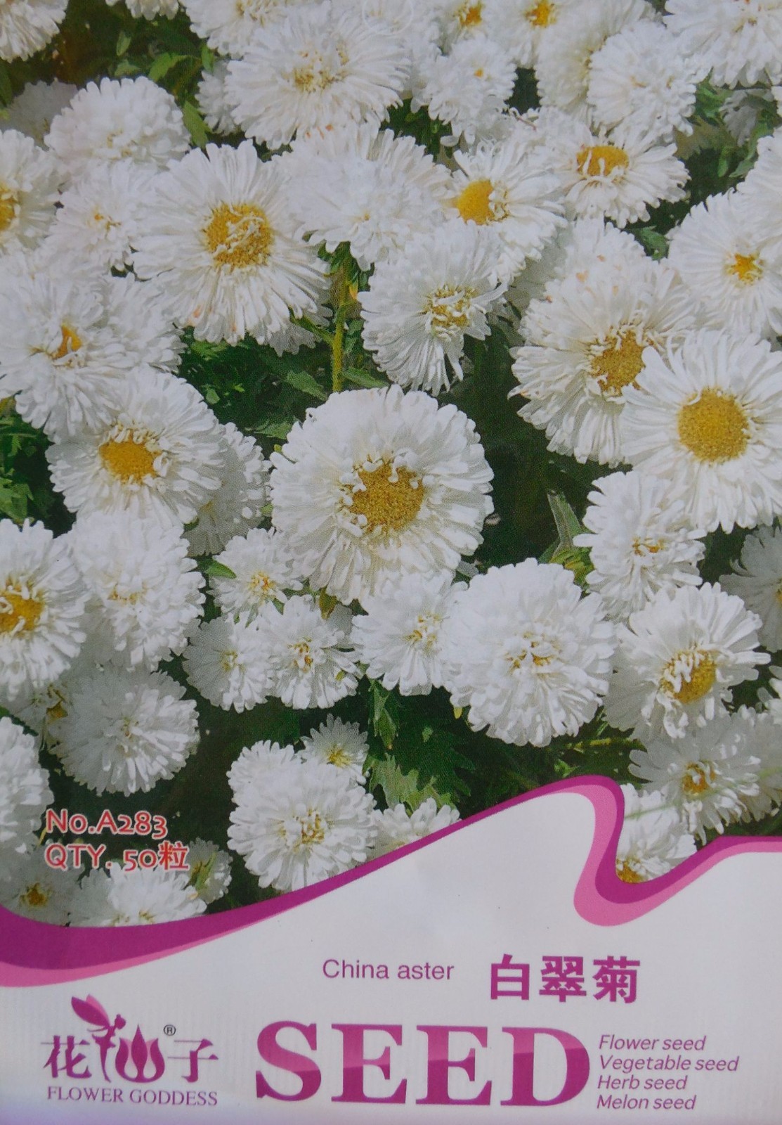 50 Seeds White China Aster Seeds G115, Home Gardening Seeds