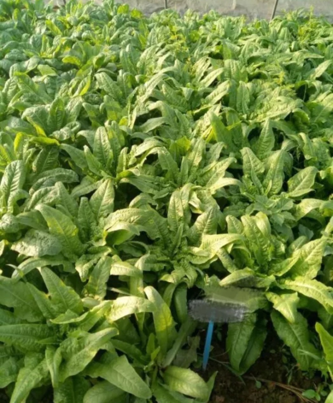 400+Organic Celtuce Chinese Lettuce Stem Heirloom Woju Wosun NON-GMO Seeds 2024