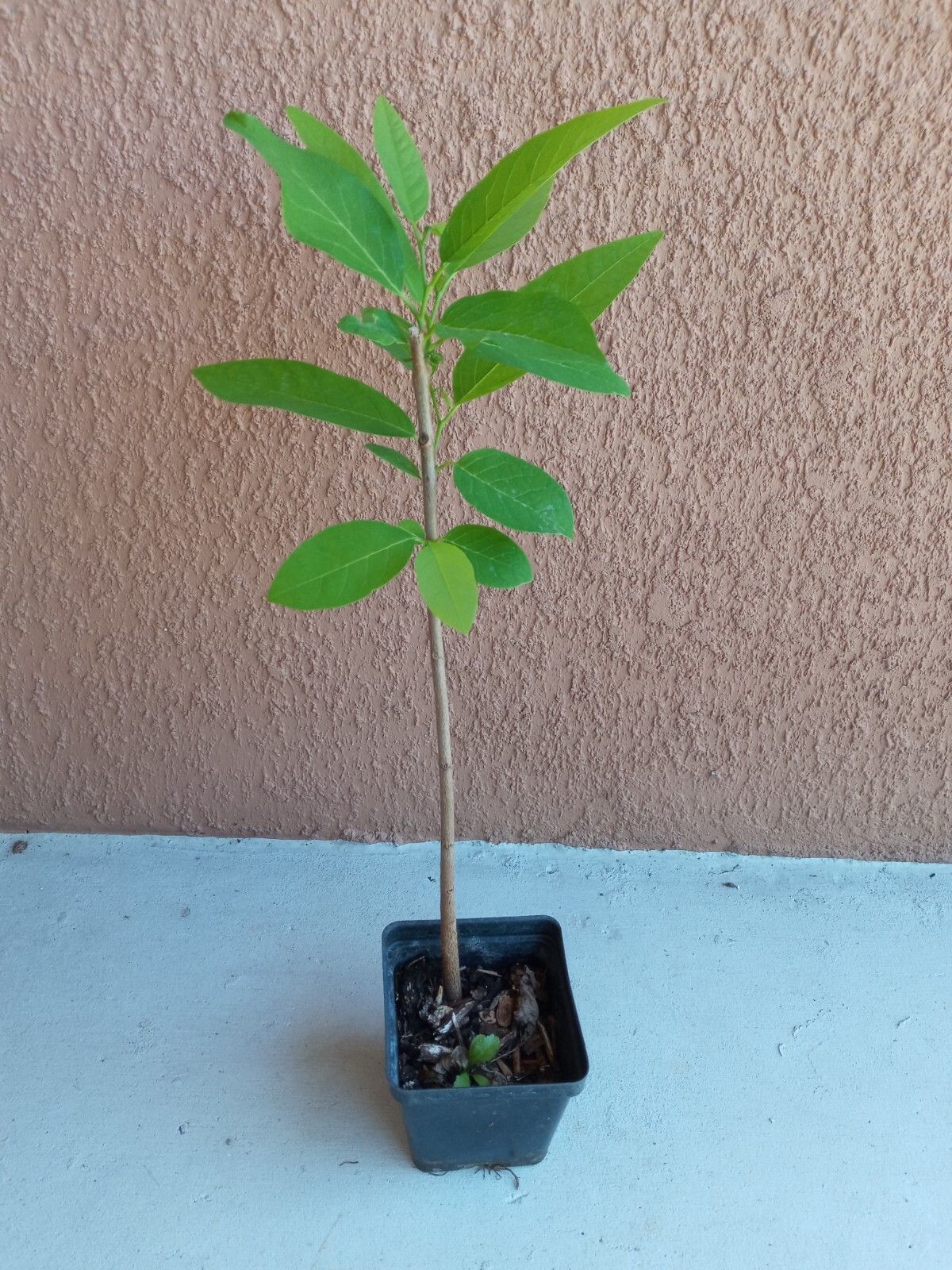 14″-18″ Apple Sugar Seedling ,Annona Squamosa Custard, Na Dai, Mãng Cầu Dai