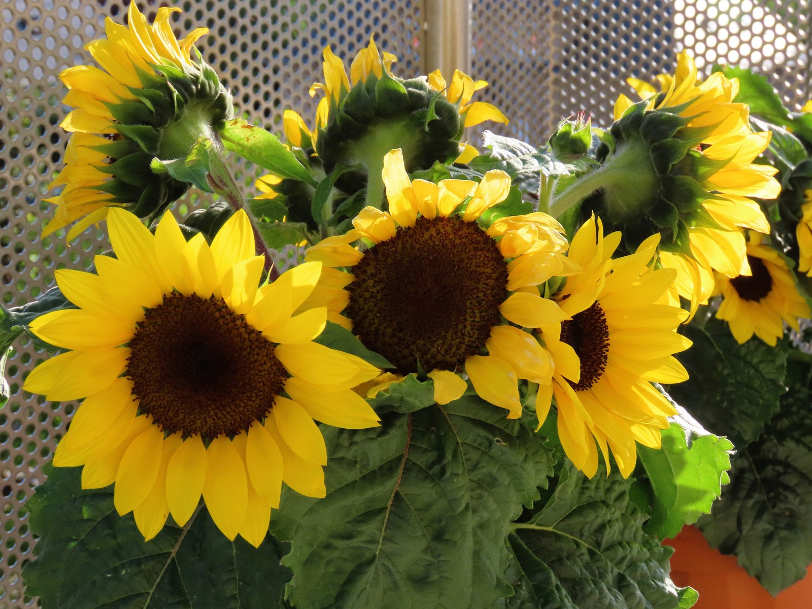 25 Dwarf SUNSPOT SUNFLOWER Helianthus Annuus Flower Seeds
