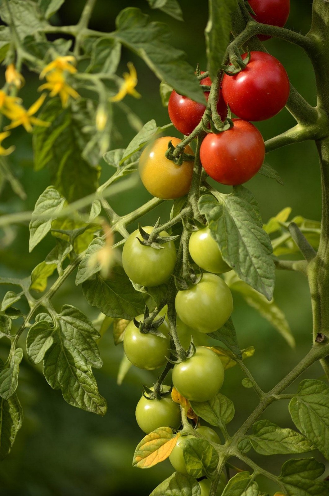 20 All Natural Organic Heirloom Nepal Tomato Seeds!