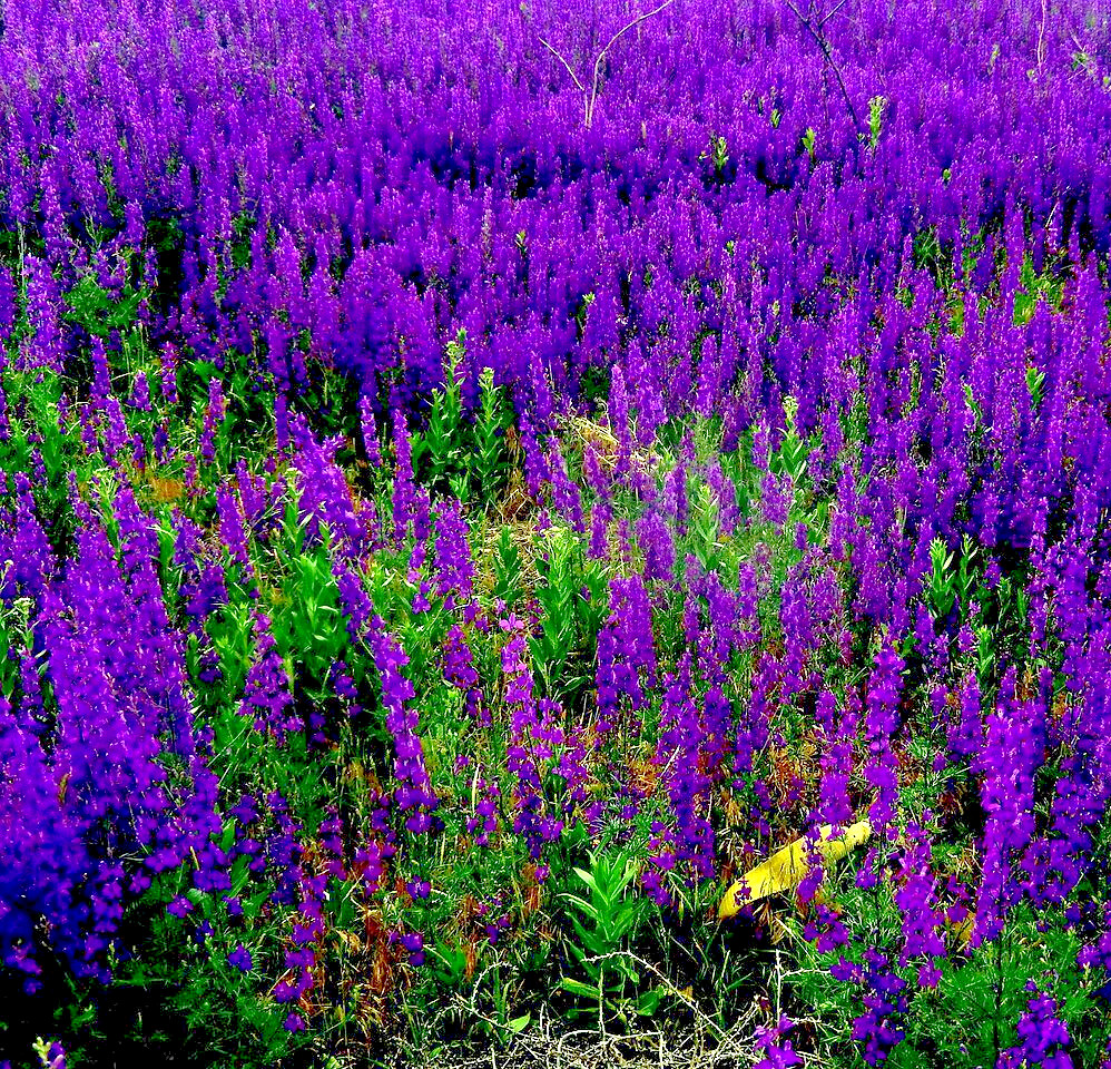 100 VIPERS BUGLOSS Seeds (Echium vulgare) Hardy Garden Perennial Flower Plant