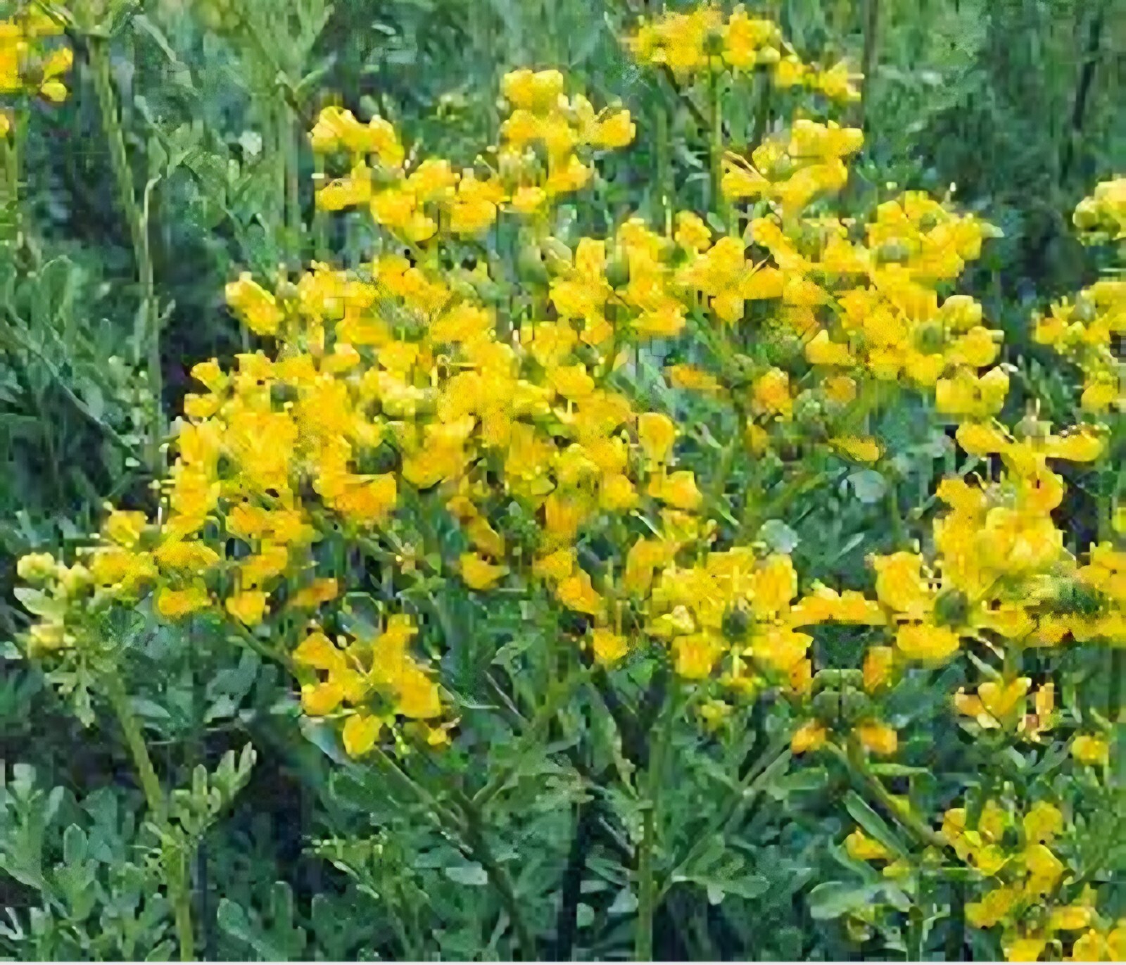 Rue (Ruta graveolens), SEEDS