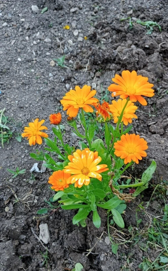 50Pcs Calendula Pacific Beauty Seeds Mix, Pot Marigold, Variety Sizes