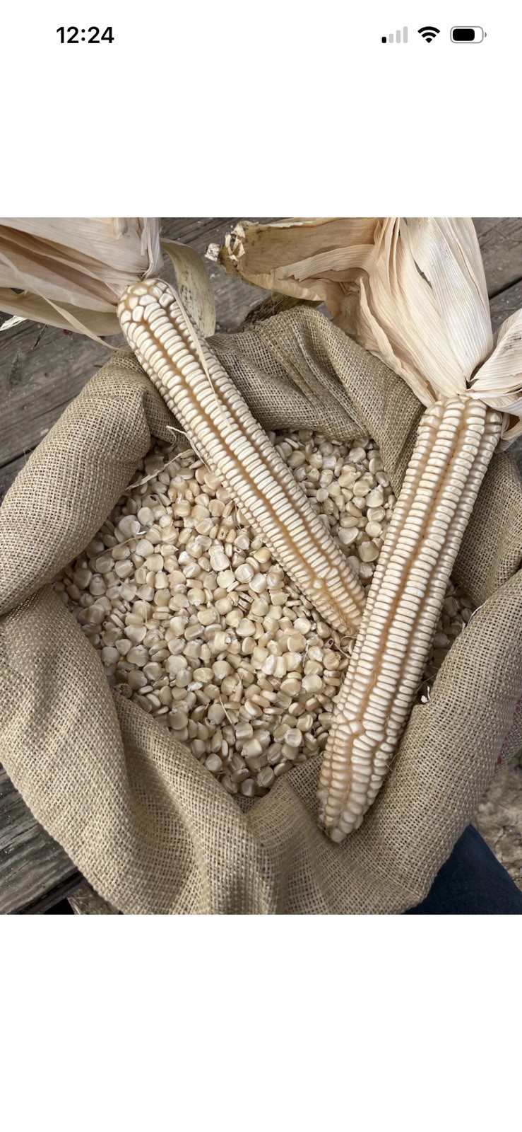 Hickory King White Heirloom Corn Seed 2 pounds