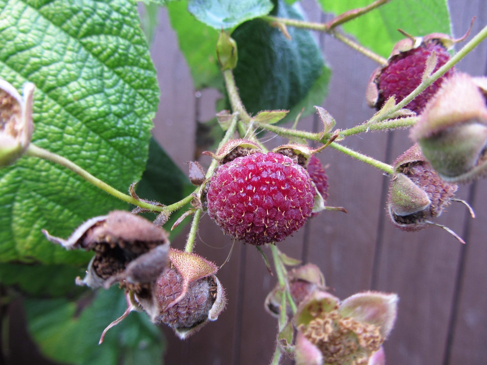 20 PURPLE FLOWERING RASPBERRY Thornless Edible Rubus Odoratus Fruit Berry Seeds
