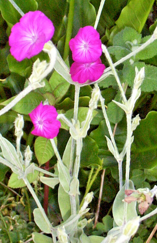 ROSE CAMPION 200 SEEDS, MAGENTA FLOWERS, FUZZY WHITE LEAVES, LYCHNIS CORONARIA.
