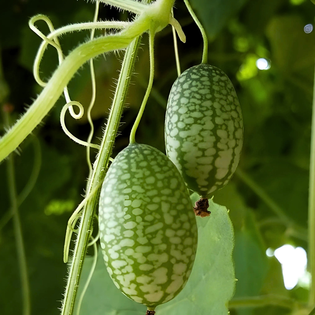 Fresh Mexican Sour Gherkin Seeds | Mouse Melon | Heirloom Non-GMO | Vegetables