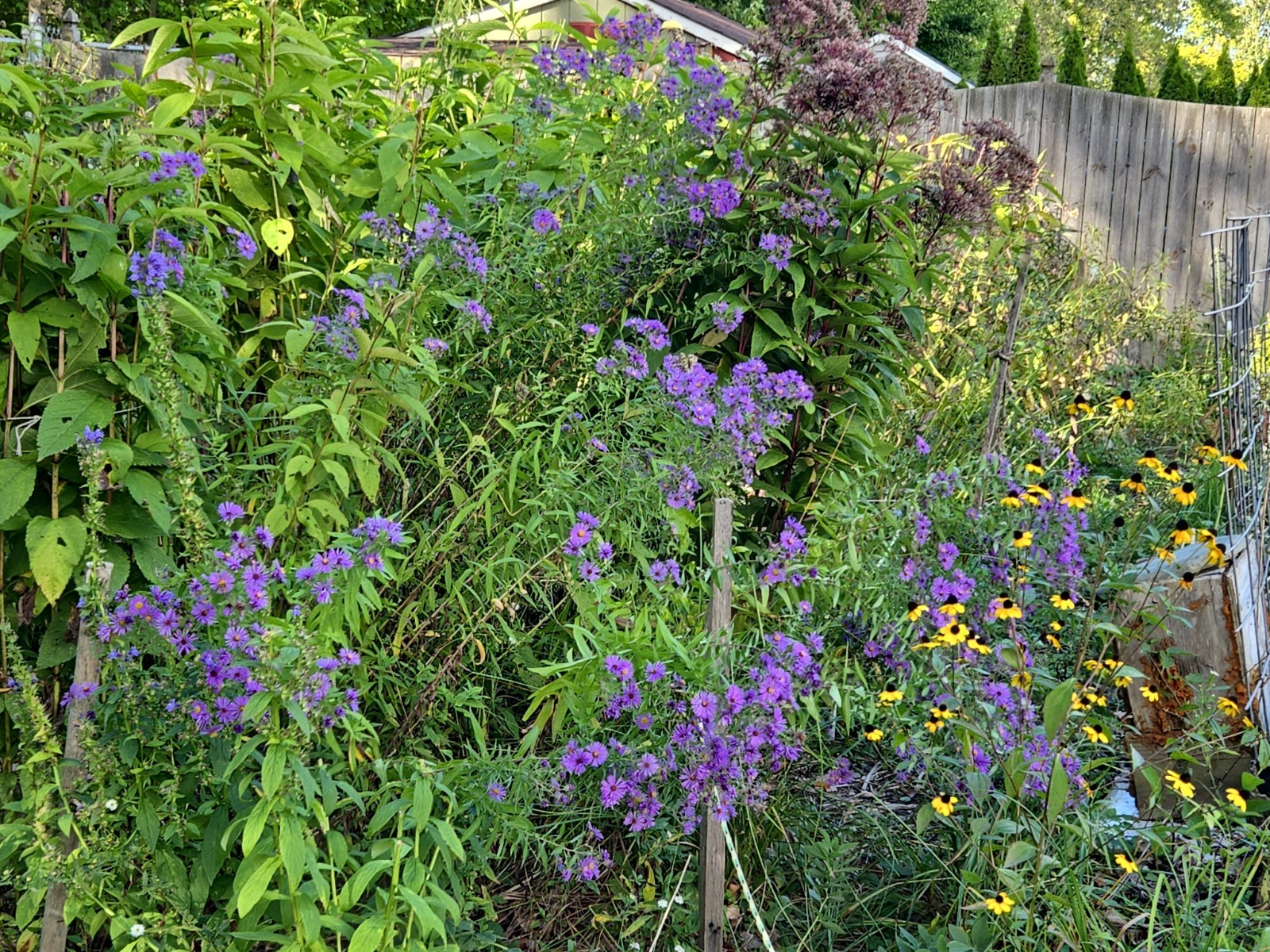 1 gram+ New England Aster Seeds/Symphyotrichum novae-angliae /Native US Plant