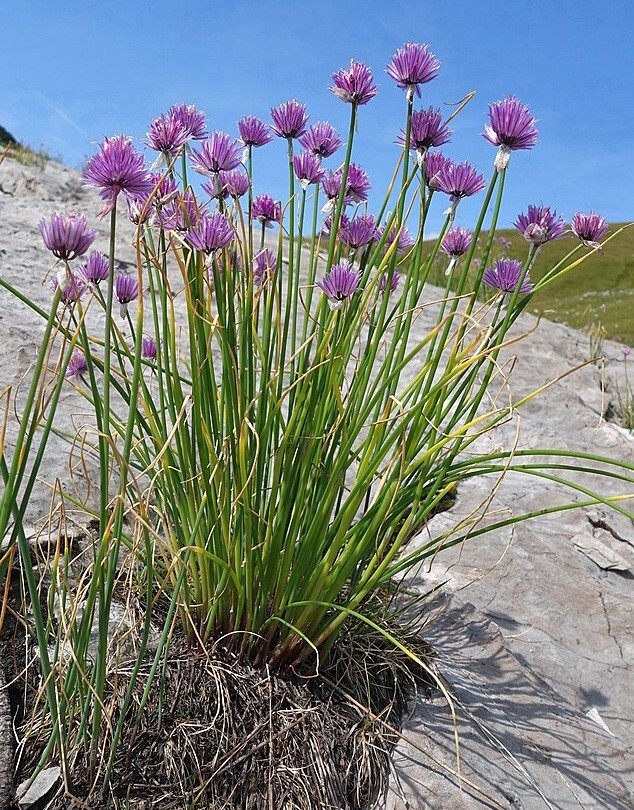 Allium schoenoprasum | Chives | 100 Seeds