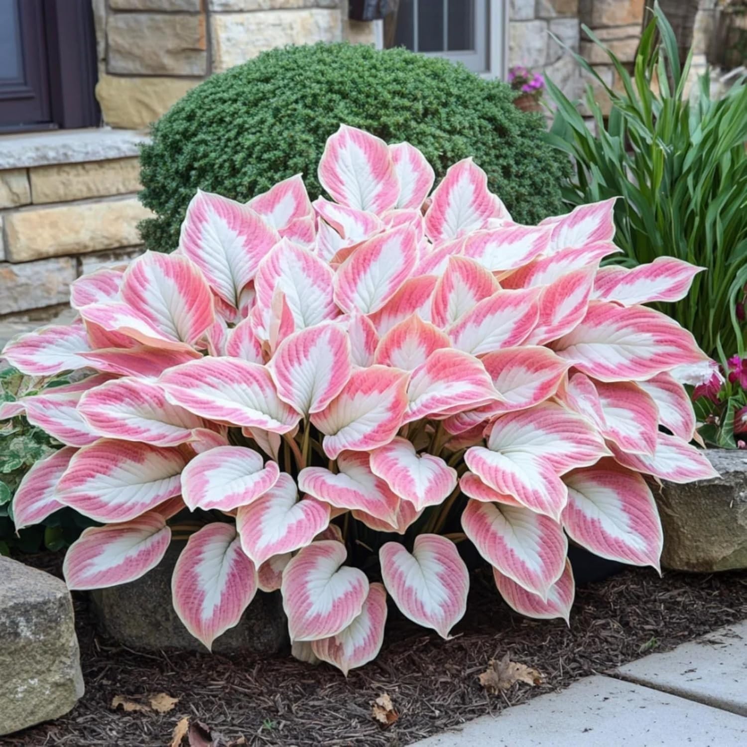 Heart-Shaped Hosta Seeds: Grow Beautiful, Low Maintenance Perennials Easily