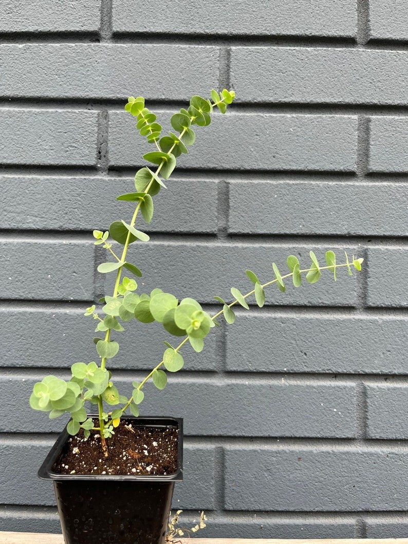Silver Dollar Eucalyptus pulverulenta Seeds Premium Seed Packet