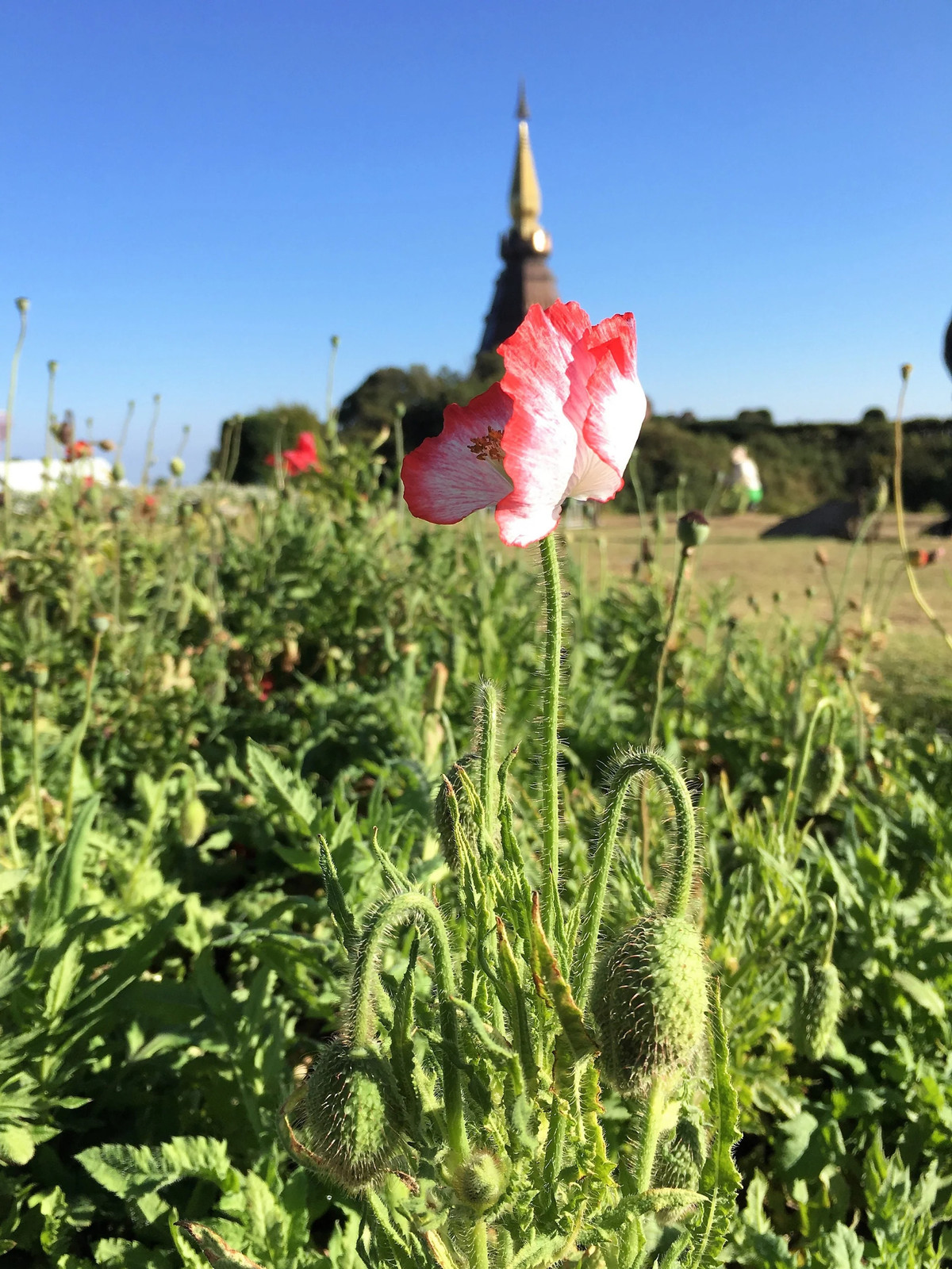 200 AFGHAN RESELECTED Blue POPPY Mixed Colors Papaver Pink Purple Flower Seeds