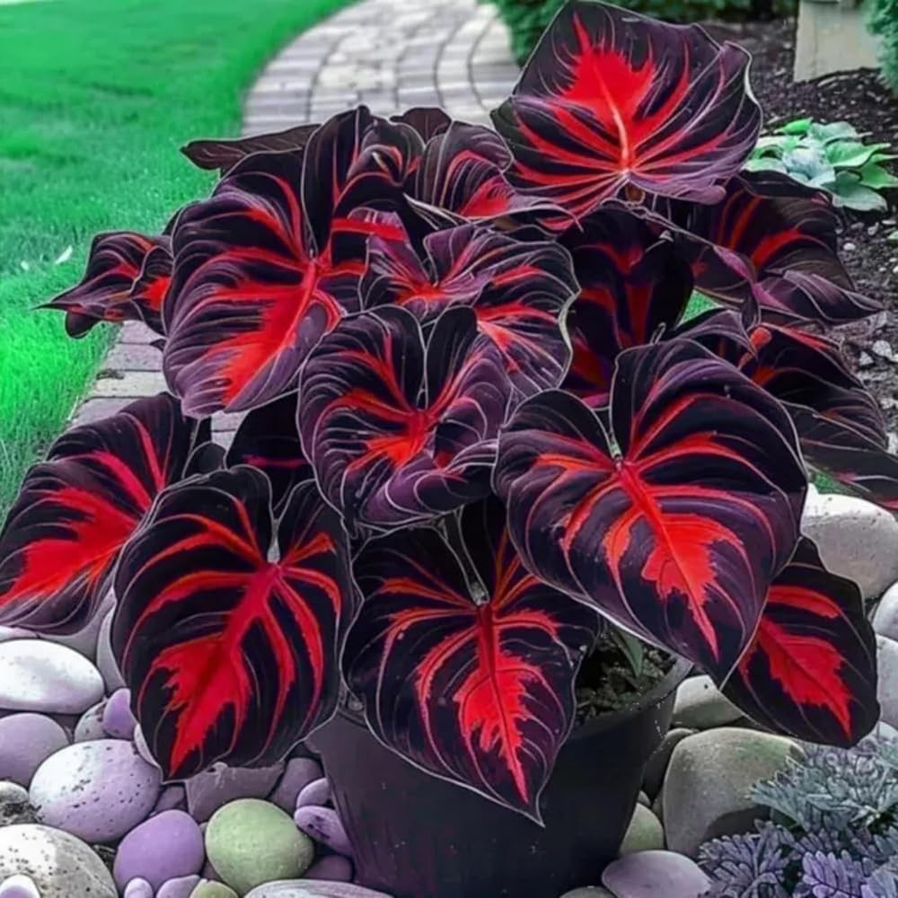 220+ Mixed Color Hosta Seeds for Planting – Hostas Seeds Rare Perennial Flower