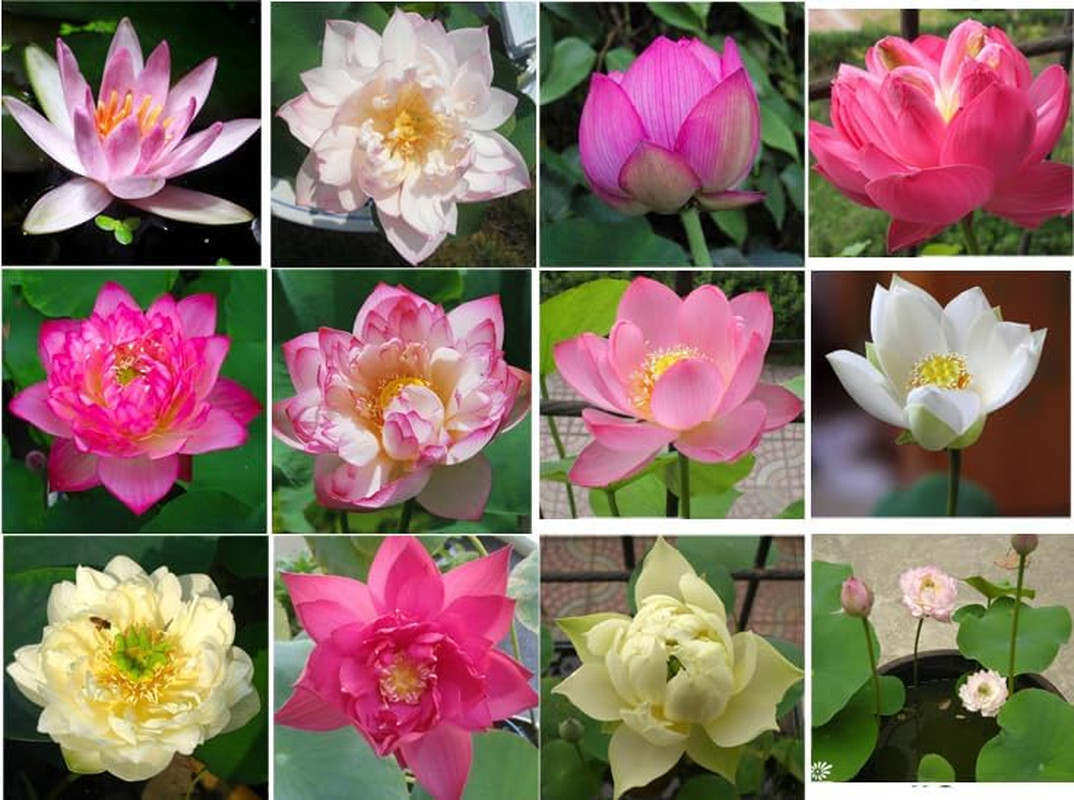 10 Sacred Lotus Seeds for Planting in Water Mixed Flower Color Pink Red White Ye
