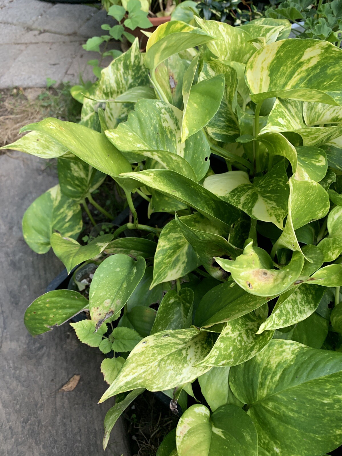Variegated Giant Golden Pothos, well rooted plant shipped in container with soil