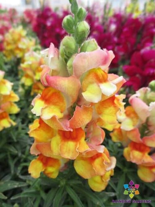 1000+ Snappy Orange White Snapdragon Seeds for Garden – USA – FREE SHIPPING!