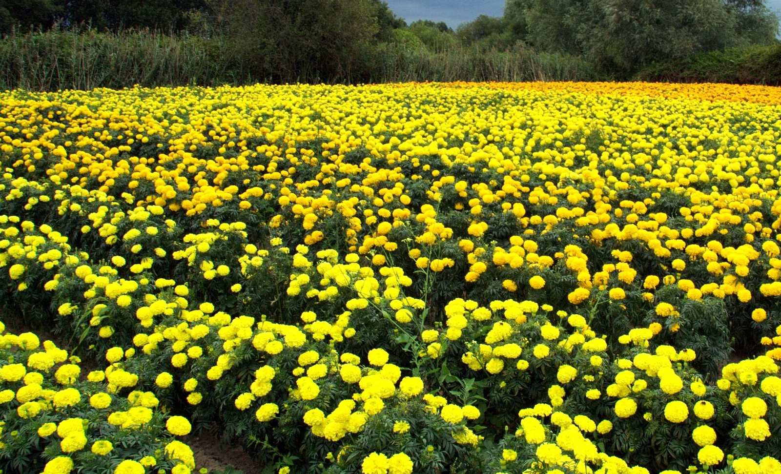 Yellow Brocade French Marigold Seeds – For 2025 Planting Dwarf Tagetes Patulas