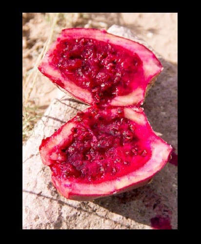 Prickly pear 10 – 100 – 1000 Seeds Engelmann’s Cactus Apple Opuntia engelmannii
