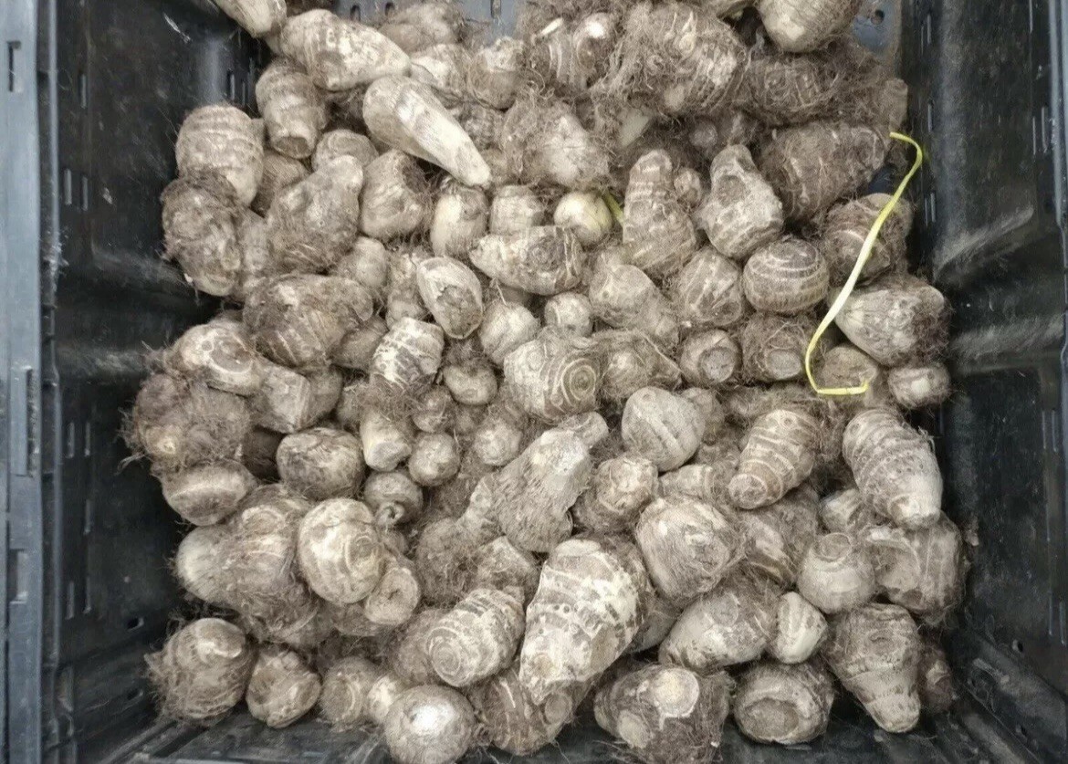 25 LIVE Colocasia Esculenta Elephant Ear Taro Gabi Kalo Eddo Bulbs READY to GROW