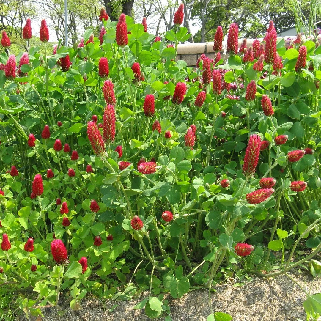 1/2 pound   Crimson Clover Seeds 