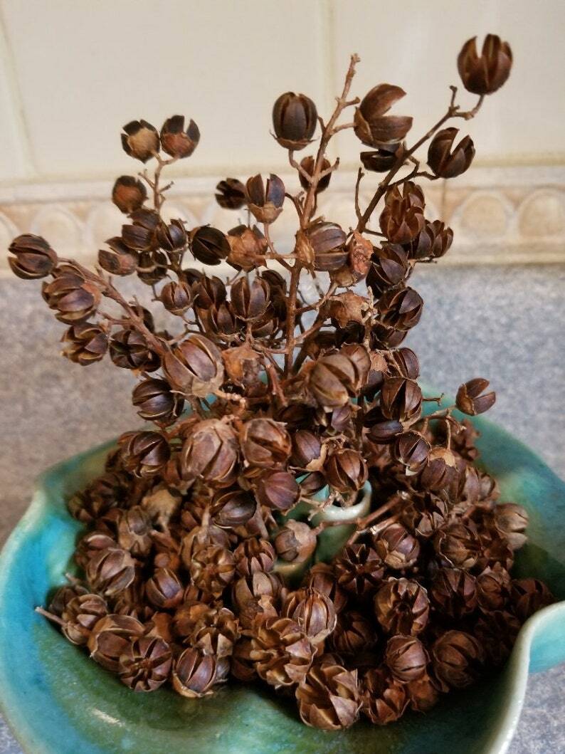 100 Crape Myrtle, Lagerstroemia indica, Tree Seeds (Fast, Showy, Fall Color)