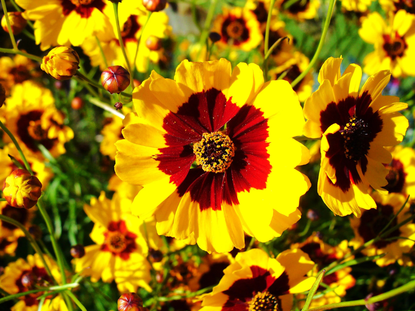 Plains Coreopsis Seeds | Mississippi Tickseed Calliopsis Wildflower Seed 2025
