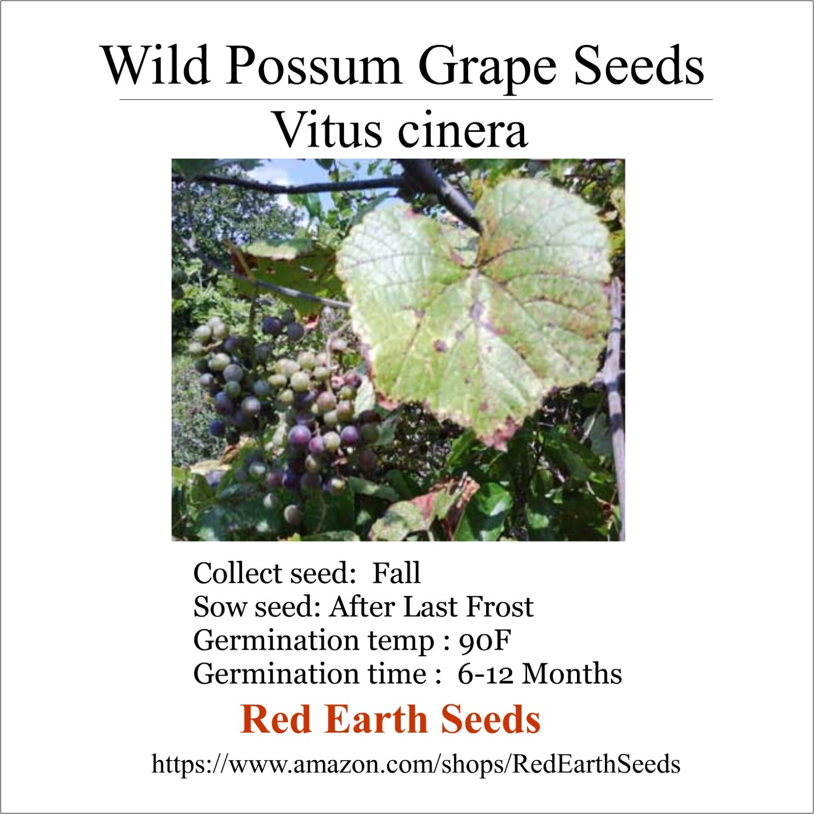 Native Possum Grape – 10 seeds – Vitis cinerea