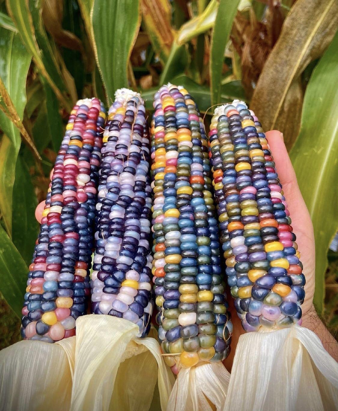 Glass Gem Ornamental Corn Seeds ORGANIC | Rainbow Color Flint Popcorn Seed 2023
