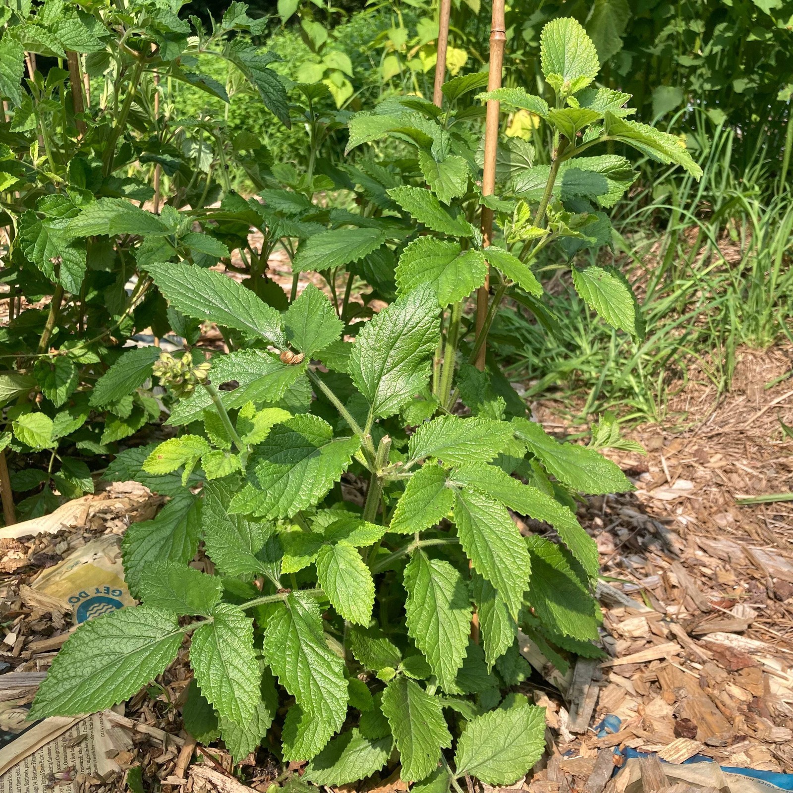 Dan-shen miltiorrhiza Seeds, Sage (Salvia miltiorrhiza) ~Traditional Herb Garden