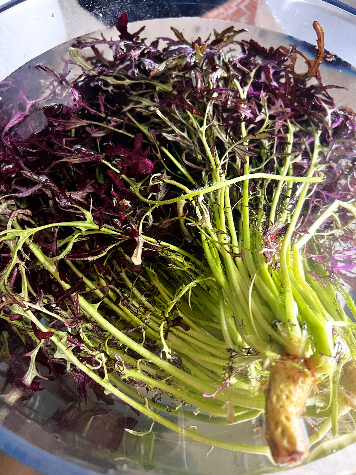 Red Mizuna Mustard Greens Seeds – For 2025 Planting Japanese Water Peppergrass