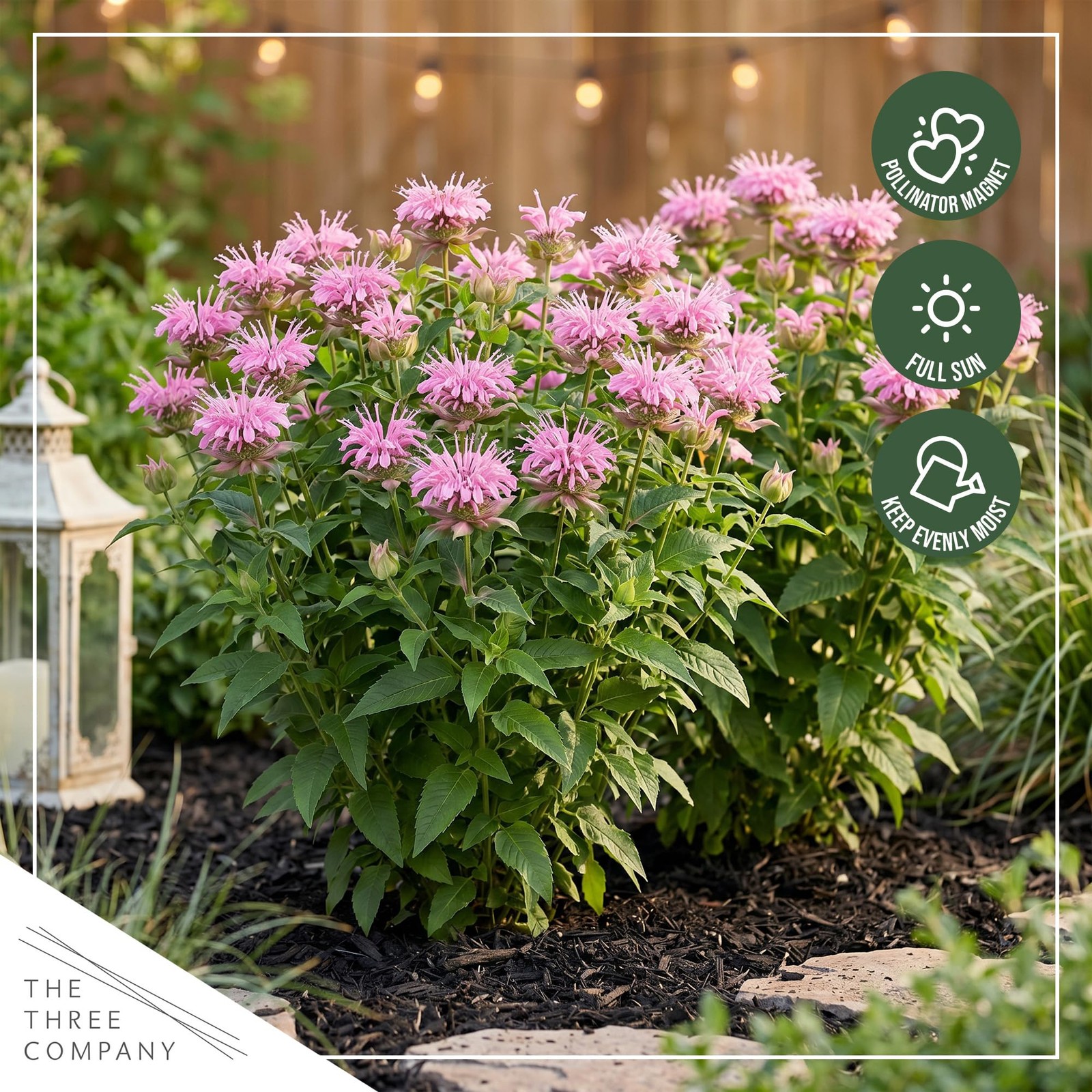 Live Flowering Bee Balm – Balmy Pink (2 Plants Per Pack), Pollinator – Attrac…