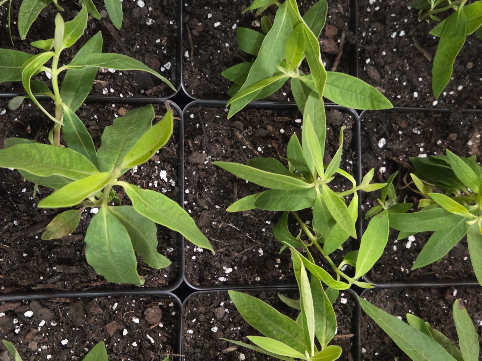 Common Milkweed ‘Asclepias syrica’ Live Plant In Growth Stage