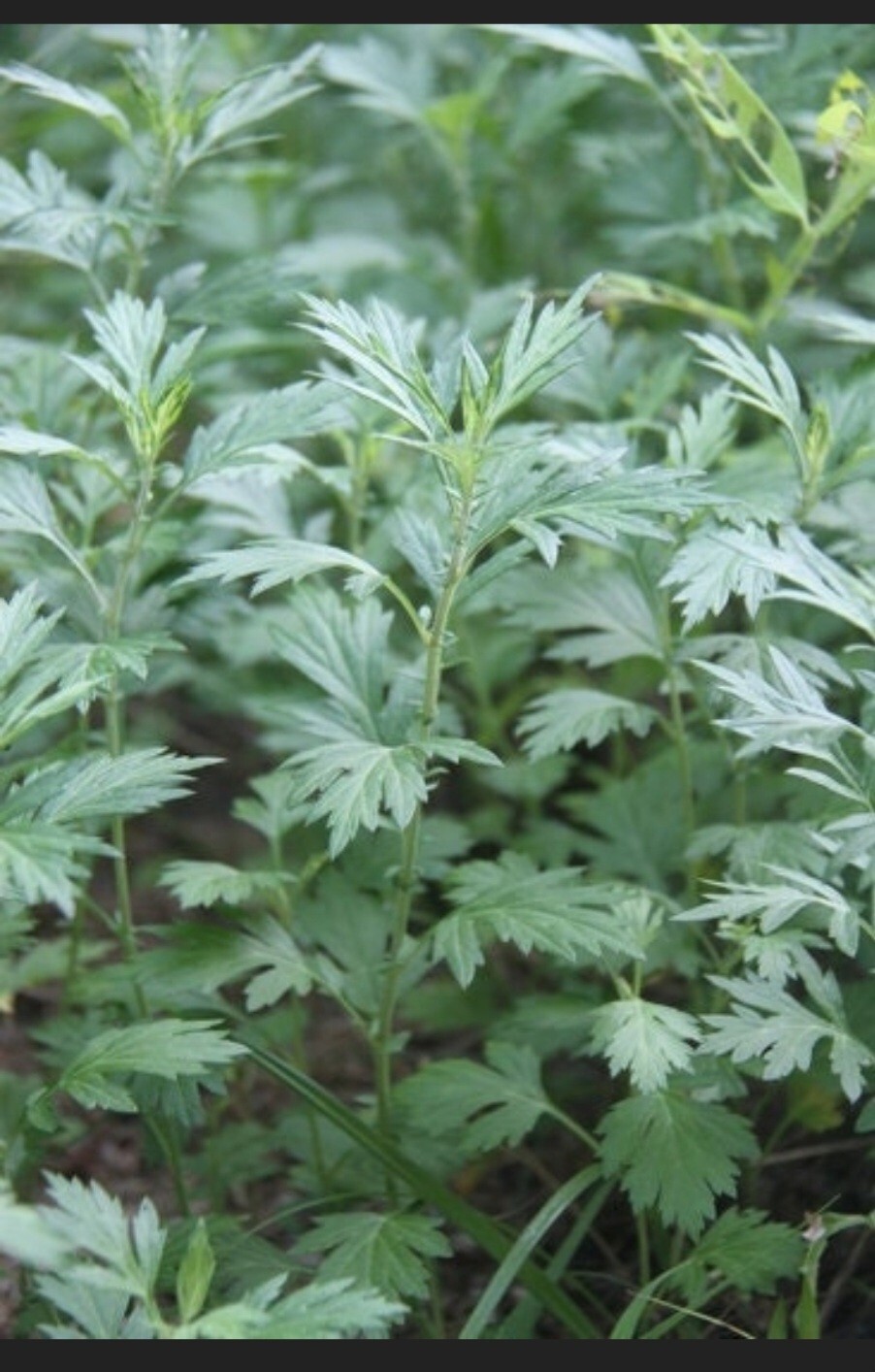 Mugwort (Artemisia vulgaris) SEEDS