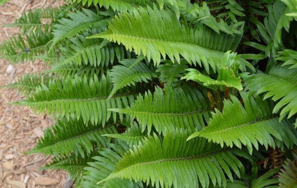 Polystichum munitum | Western Sword Fern | 2000 Spores
